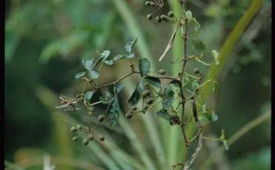 Cayratia japonica (Thunb.) Gagnep. 虎葛