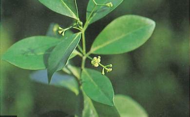 Euonymus pallidifolia 淡綠葉衛矛