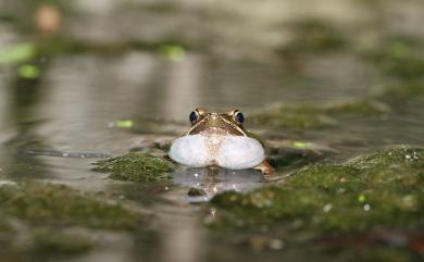 Nidirana adenopleura (Boulenger, 1909) 腹斑蛙