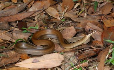 Sibynophis chinensis (Günther, 1889) 黑頭蛇