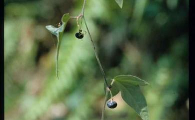 Passiflora suberosa 三角葉西番蓮