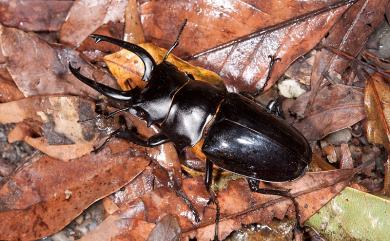 Odontolabis siva parryi 鬼艷鍬形蟲