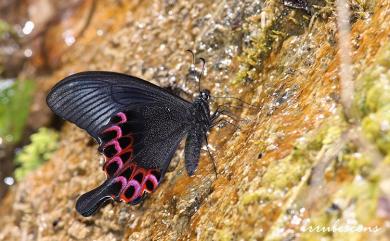 Papilio hopponis Matsumura, 1907 雙環翠鳳蝶