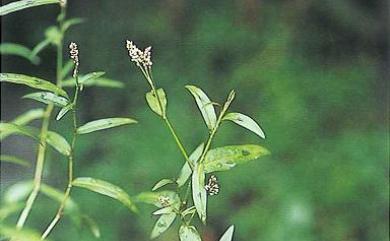 Persicaria kawagoeana (Makino) Nakai 盤腺蓼