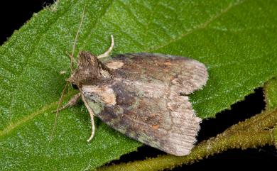 Stenoloba manleyi formosana Kononenko & Ronkay, 2000