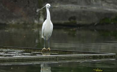 Egretta garzetta (Linnaeus, 1766) 小白鷺