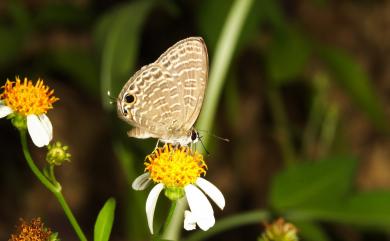 Nacaduba kurava therasia Fruhstorfer, 1916 大娜波灰蝶