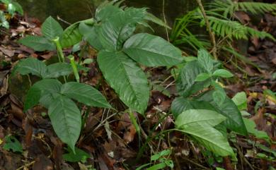 Arisaema matsudae Hayata 線花天南星