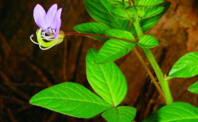 Cleome rutidosperma DC. 平伏莖白花菜