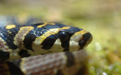 Euprepiophis mandarinus (Cantor, 1842) 玉斑錦蛇