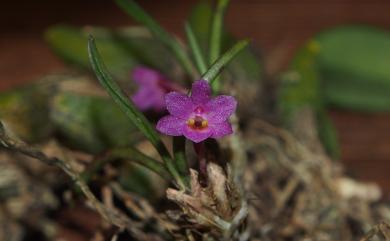 Holcoglossum pumilum 小鹿角蘭