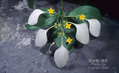 Mussaenda pubescens W.T. Aiton 毛玉葉金花