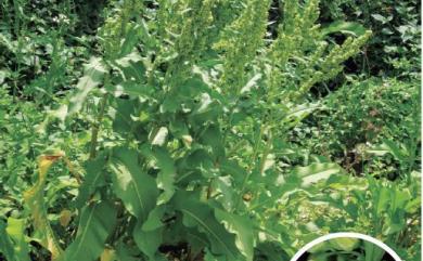 Rumex japonica 羊蹄