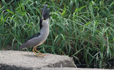 Nycticorax nycticorax (Linnaeus, 1758) 夜鷺