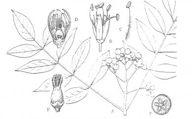 Phellodendron amurense var. wilsonii 臺灣黃蘗