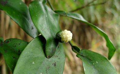 Pothos chinensis (Raf.) Merr. 柚葉藤