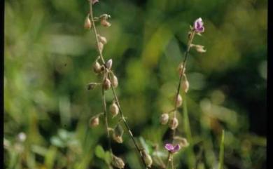 Polygala tatarinowii Regel 小扁豆