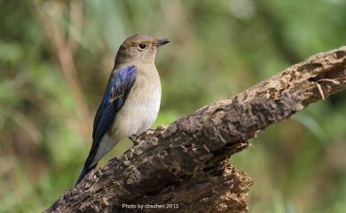 Cyanoptila cyanomelana cyanomelana (Temminck, 1829) 白腹琉璃