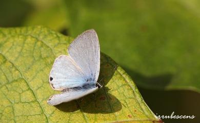 Catochrysops panormus exiguus (Distant, 1886) 青珈波灰蝶