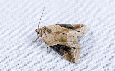 Pseudodeltote subcoenia (Wileman & South, 1916) 臺灣擬沼夜蛾