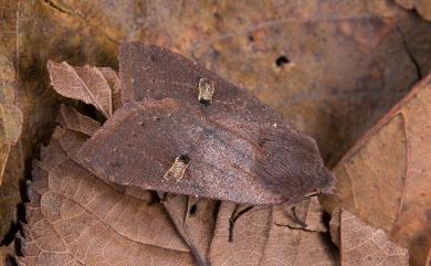 Agrocholorta albirena chihtuana (Chang, 1991)