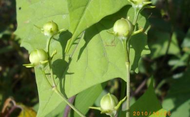 Ipomoea hederifolia L. 心葉蔦蘿