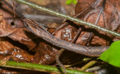Psammodynastes pulverulentus Boie, 1827 茶斑蛇