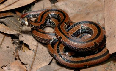 Sinomicrurus hatori (Takahashi, 1930) 羽鳥氏帶紋赤蛇