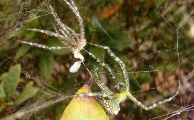 Cyrtophora moluccensis Doleschall, 1857 泉字雲斑蛛