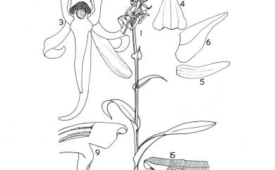 Platanthera formosana (T.P.Lin & K.Inoue) Efimov 惠粉蝶蘭