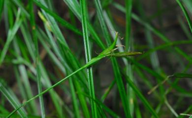 Carex taiwanensis 臺灣疏花薹