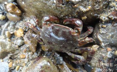 Hemigrapsus sanguineus (De Haan, 1835) 肉球近方蟹