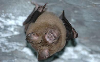 Hipposideros armiger terasensis Kishida, 1924 臺灣葉鼻蝠
