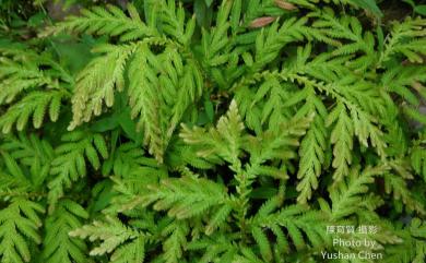 Selaginella delicatula (Desv. ex Poir.) Alston 全緣卷柏