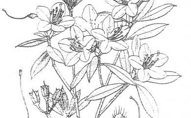 Rhododendron rubropilosum var. rubropilosum Hayata 紅毛杜鵑