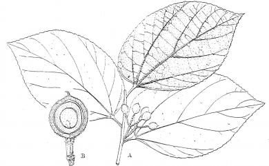 Grewia eriocarpa Juss. 大葉捕魚木