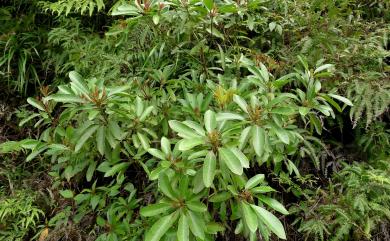 Daphniphyllum glaucescens subsp. oldhamii 奧氏虎皮楠