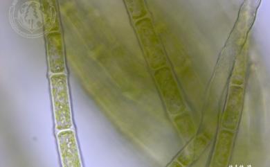 Blepharostoma trichophyllum (L.) Dumort. 睫毛蘚