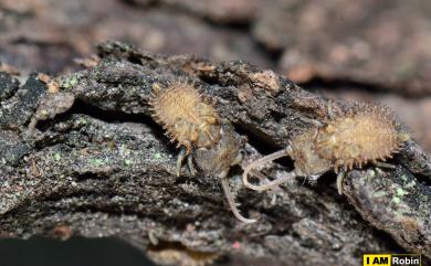 Ascalaphus placidus (Gerstaecker, 1894) 褐胸蝶角蛉