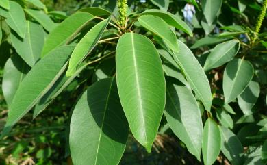 Sapium discolor Muell.-Arg., 1863