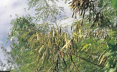 Leucaena leucocephala 銀合歡