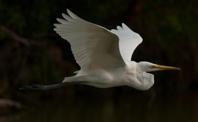 Ardea alba modesta Gray, 1831 大白鷺
