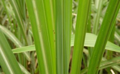 Miscanthus floridulus (Labill.) Warb. ex K.Schum. & Lauterb. 五節芒