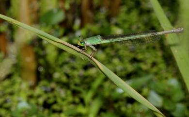 Ceriagrion melanurum Selys, 1876 黃腹細蟌