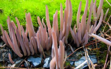 Clavaria purpurea 紫珊瑚菌