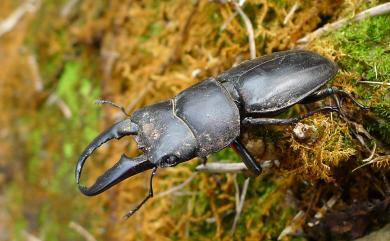 Serrognathus titanus sika (Kriesche, 1920) 臺灣扁鍬形蟲