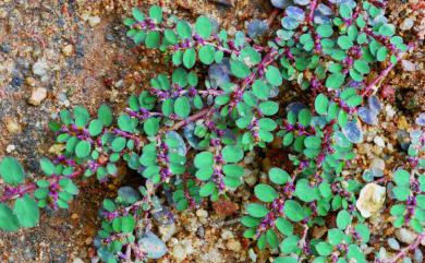 Euphorbia prostrata Aiton 伏生大戟