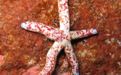 Linckia multifora (Lamarck) 多篩指海星