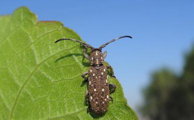 Apomecyna historio (Fabricius, 1792) 胸紋銹天牛