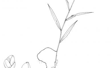 Cyrtococcum patens (L.) A.Camus 弓果黍